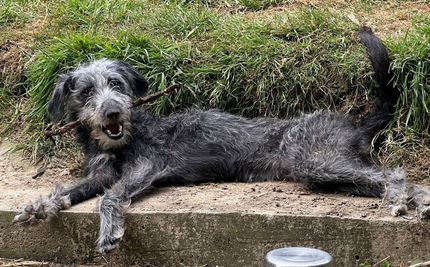 Bedlington terrier best sale cross lurcher